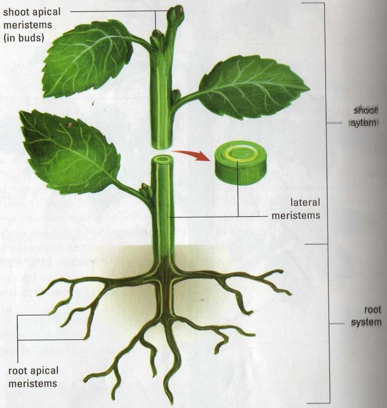 Internal factors: Plants produce growth regulators in the meristematic regions (shoot tip and root tip) of the plant.