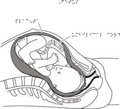 SCIENCE ANATOMY REPRODUCTIVE SYSTEM Fetal development (p1) Fetal development (p2) Fetus Female