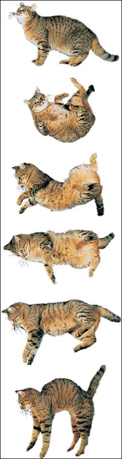 Falling Cat The motion of the cat is a combination of straight line