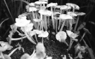 Fungus of the day - Thricholoma myomyces