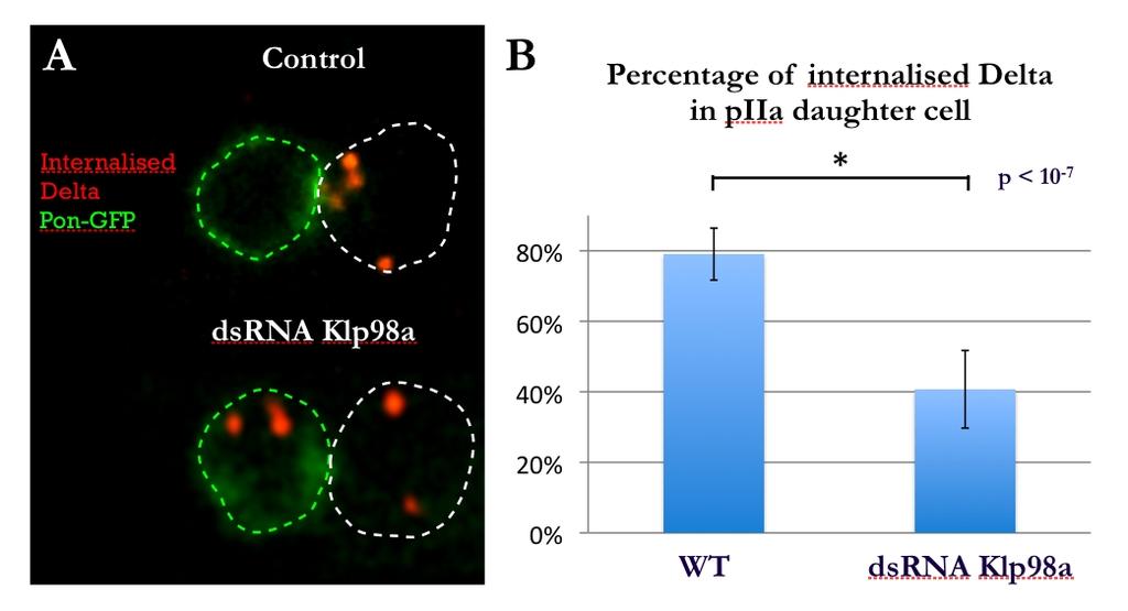 Figure 2. Down-regulation of Klp98a induces a symmetrical partitioning of Sara endosomes. A, B: Sara endosomes partitioning in a control SOP (A) and upon RNAi of Klp98a (B).
