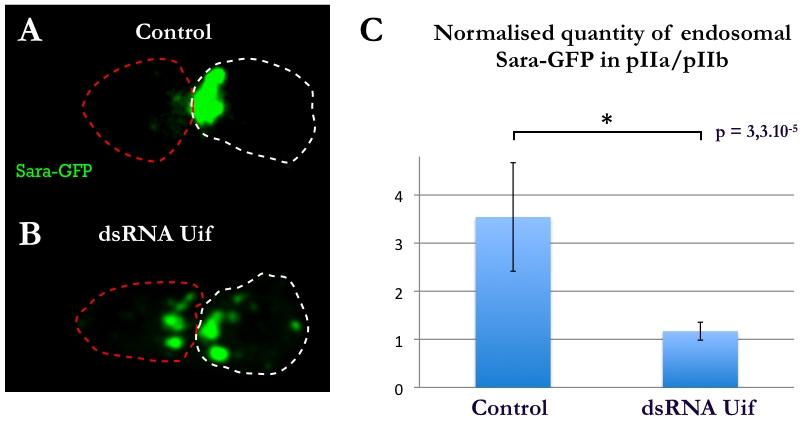 Figure 6. Down-regulation of Uif induces a symmetrical partitioning of Sara endosomes. A, B: Sara endosomes partitioning in a control SOP (A) and upon RNAi of Uif (B).