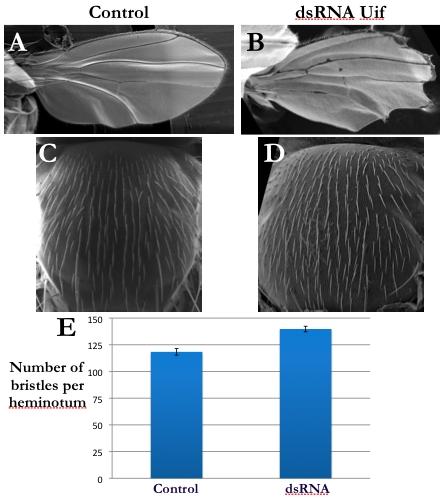 Figure 7. Down-regulation of Uif induces Notch loss-of-function phenotypes in the wing and on the notum.