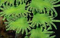 Biological Control of Lygodium microphyllum Old World climbing fern Native to Old World wet tropics (Australia, Africa, Asia,