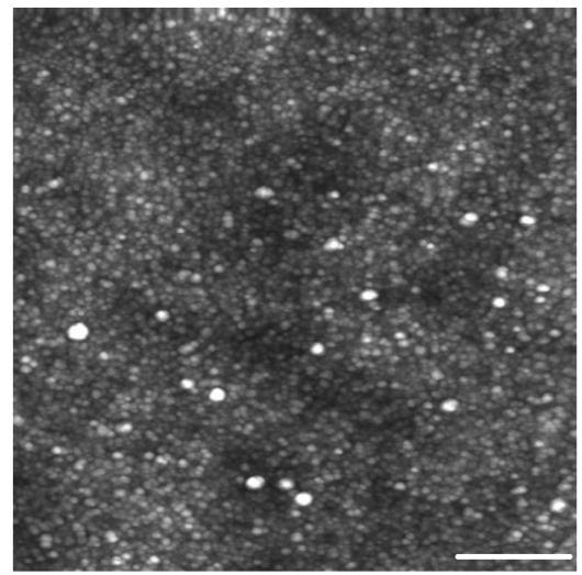 scanning voltage of.2 V. A first-order flattening was applied during AFM image analysis using Bruker NanoScope Analysis.40.