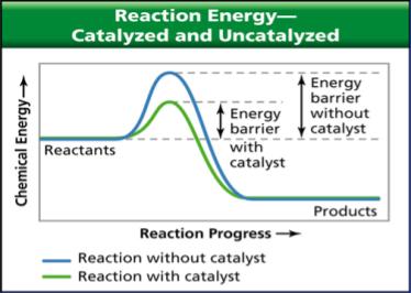 5. Catalysts is a substance that affects the reaction rate without being used up in the reaction a catalyst lowers the amount of energy required