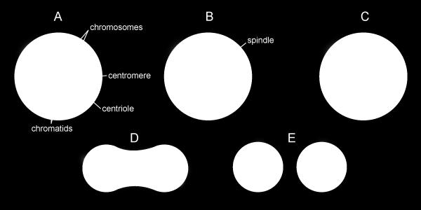5. Which of the images below represents the state of the cell after cytokinesis? a. A b. B c. C d. D e. E 6. There is a higher concentration of molecule "X" inside the cell than outside.
