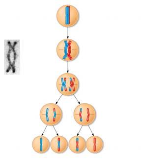 Figure 13.12-2 of meiosis homologs Chiasma Nonsister held together during synapsis 1 Synapsis and crossing over Figure 13.