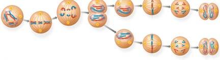 I and meiosis II The two cell divisions result in four daughter cells, rather than the two daughter cells in mitosis Each daughter cell has only half as many as the parent cell The Stages of Meiosis
