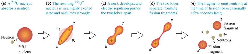 Liquid-drop model The liquid-drop model helps explain fission. See Figure 43.