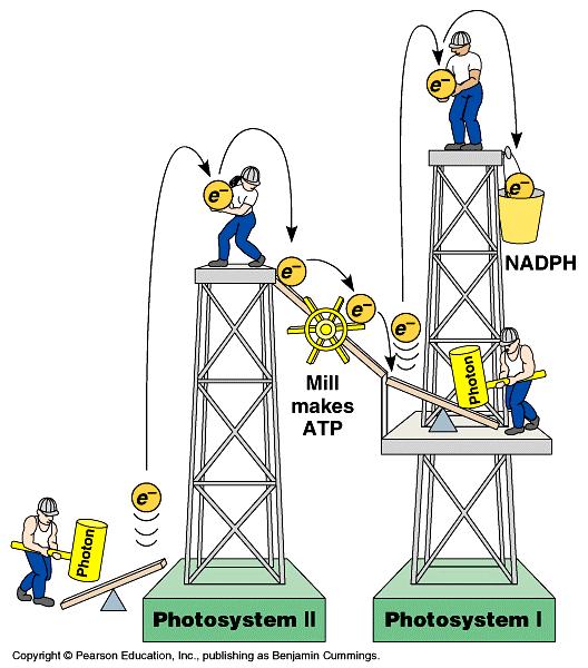 Cyclic photophosphorylation If PS I can t pass electron to NADP, it cycles back to PS II & makes