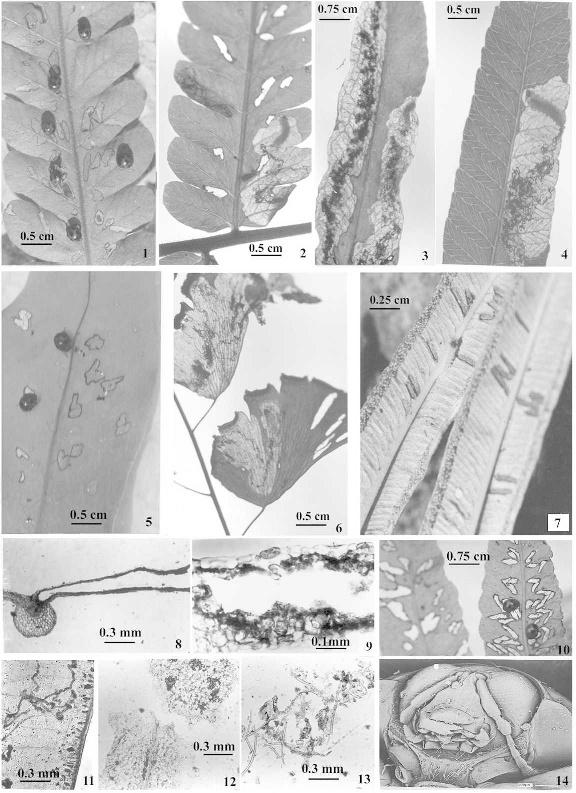 22 AMERICAN FERN JOURNAL: VOLUME 97 NUMBER 1 (2007) FIGS. 1, 5, 10. Beetle infestation on Christella dentata, Drynaria propinqua and Ampleopteris prolifera. Figs. 2, 3, 4, 6.