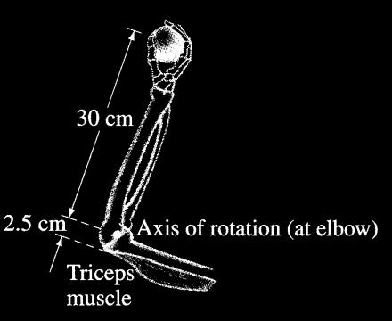 16. The forearm accelerates a 3.6kg ball at 7.0 m/s 2 by means of the triceps muscle, as shown. Calculate (a) the torque needed, and (b) the force that must be exerted by the triceps muscle.