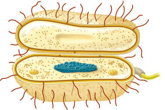 It lacks organelles bound by lipid bilayers (often called unit