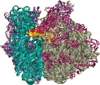 Cytoskeleton Ribosomes Ribosomes are very complex structures made of both protein and ribonucleic acid (RNA).
