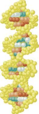 The 50S subunit includes 23S rrna (gray) and 5S rrna (light blue), while 16S rrna (cyan) is found in the 30S subunit. A molecule of trna (gold) is shown in the A site.