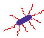 3:2 Appendages MOTILITY: the ability of an organism to move by itself SPIRILLA BACILLI COCCI MOTILE NON-MOTILE FLAGELLA: long, slender, thread like appendages used as propulsive mechanism in bacteria