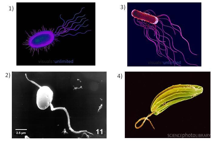 Label these flagella styles: Bacterial