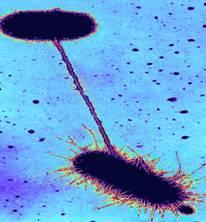 If flagella spins counterclockwise bacteria