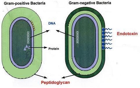 CELL WALL: layer of peptidoglycan that supports the bacterial cell and gives it its shape Drugs that attack the cell wall will kill bacteria without harming host since animals lack cell walls.