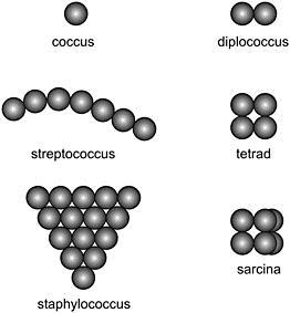 3:5 Bacterial Shape COCCI: spherical or ellipsoidal bacterial cells Arrangement of Cocci 1. DIPLOCOCCI: pairs of spheres 2.