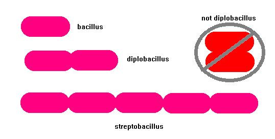 BACILLI: cylindrical or rod shaped bacterial cells