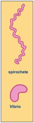bacterial cells Types of Spirilla 1.