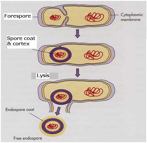 3:6 Endospores ENDOSPORES: small thick-walled highly resistant bacterial cell capable of producing a vegetative (growing) cell.
