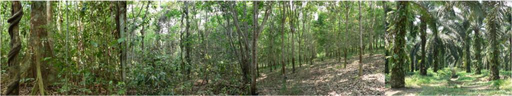 wayside plants of Jambi Province (Sumatra, Indonesia) Version 2,