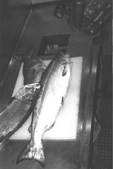 Eample Classificatin f Fish: Fish rll dwn a cnveyer belt Camera takes a picture Decide if is this a salmn r a sea-bass? Q1: What is X? E.g.