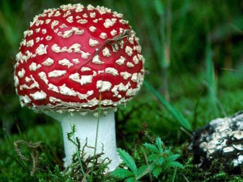 3.8.1 Life Science Fungi Fungi can be found