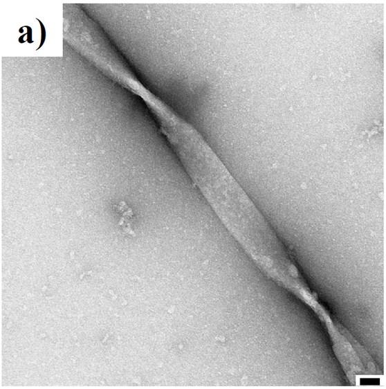 Fig. S6 TEM image of a) 2a+2b (1:9) at ph: 7.0 in aqueous media.