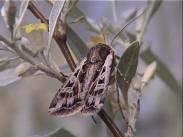 April 25, 2003 No. 4 Miller Moths Miller moths are being reported in western Kansas.
