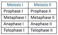 Cell Division MEIOSIS Meiosis involves two sequential cycles of nuclear and cell division, but only a single cycle of DNA replication. Meiosis is divided into meiosis I and meiosis II.