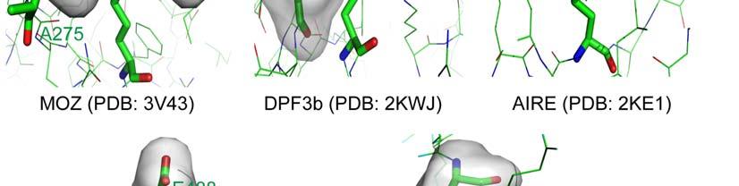 No obvious interactions between PHD12 and histone H4 peptide with acetylated K16 were observed