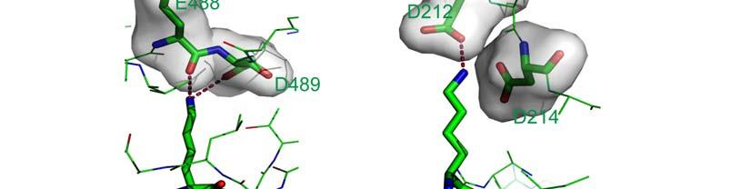 PHD12 Binds to unmodified Histone H3 Peptides Chemical shift perturbations in the 2D 1 H- 15 N