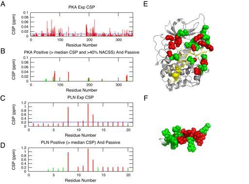 Molecular Docking of PKA/PLN using experimental NMR data