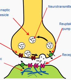 Chemical level: NT receptors Pre-synaptic: α Amount of NT released Post-synaptic: w Number of receptors in dendrite membrane Efficiency of receptors +w or w Reflect excitation or inhibition One NT