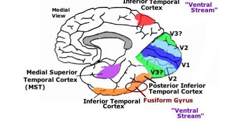 Systems neuroscience Regions of the central nervous system associated with particular elements of cognition