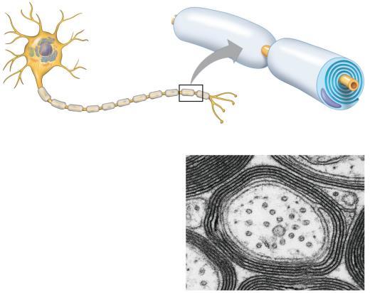 sheaths are made by glia oligodendrocytes in the CNS and Schwann cells in the PNS Figure 48.