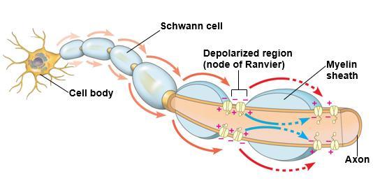 Nucleus of Schwann cell 0.
