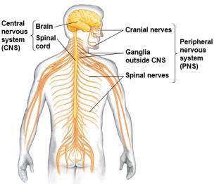 Many animals have a complex nervous system that consists of A central nervous system (CNS) where integration takes place; this includes the brain and a nerve cord A peripheral nervous system (PNS),