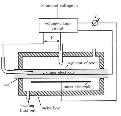 Hodgkin-Huxley Experimental Apparatus Experimental Aims : Determine the voltage dependence of axon membrane conductance Space Clamping Squid axons were large enough for a long wire to be threaded