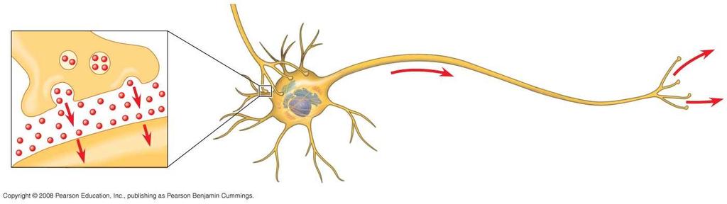 Fig. 48-4a Synapse Synaptic