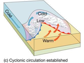 Cyclonic circulation established Warm air invades north (warm front) Cold air advances south (cold front) Low pressure at the crest Life of a
