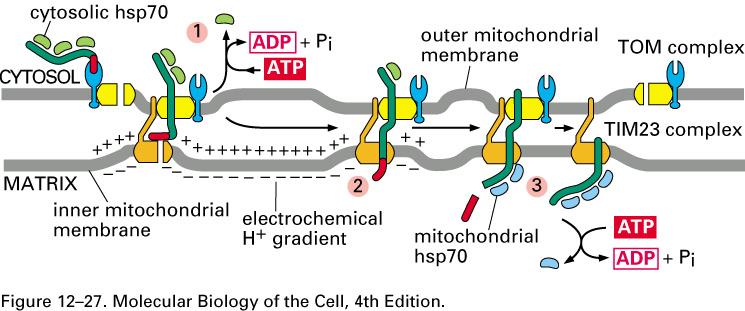 Energy requirements ATP hydrolysis: needed for action of cytosolic chaperones and mitochondrial chaperones