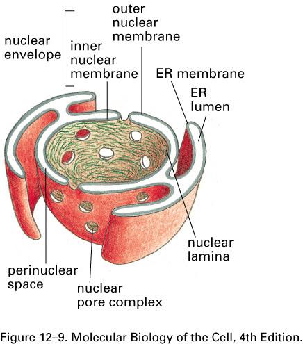 Nuclear transport What is the nature of the barrier between the cytosol and the inside of the