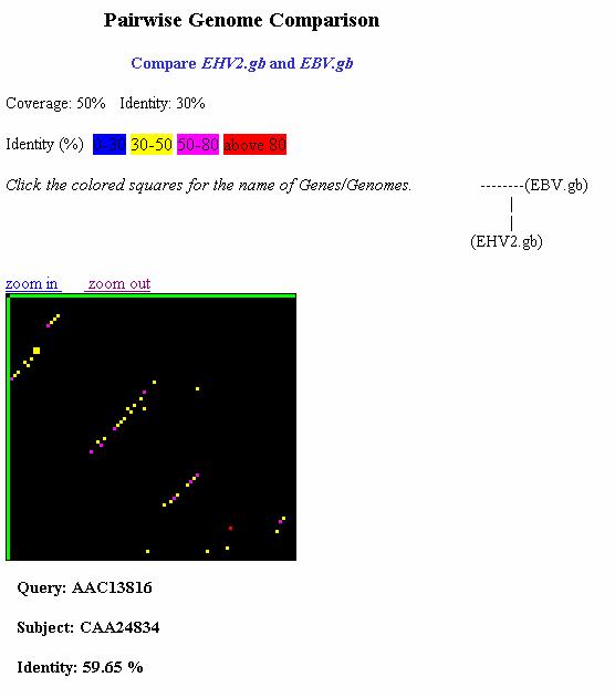 Figure 5. A screen shot of the 2D plot showing the distribution of homologous CDS on EBV and EHV2 genomes.