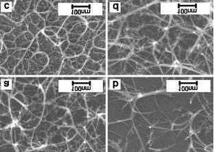 3 CCVD Growth Figure 3.1 shows examples for some of the SWCNT growth regimes listed in Table 3.1. The SEM images show nanotubes grown with Ni (a), Co (b) (c), and Fe/Mo (d) on 5 nm Al supports using either methane (a), (b), and (d) or acetylene (c) as the carbon source.