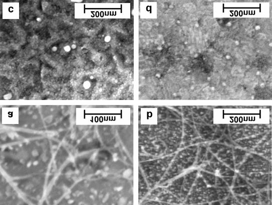 4 In-situ contacted SWCNTs and Contact Improvement Fe/Mo catalyst layers on top of 10-20 nm thick aluminum layers that were deposited on oxidized silicon.